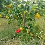 Ca Du Bega * Arma di Taggia