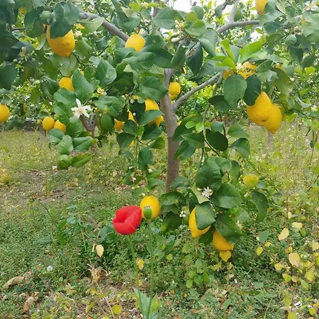 Ca Du Bega * Arma di Taggia