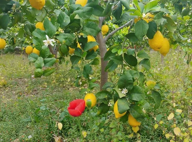 Ca Du Bega * Arma di Taggia